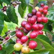 雨林柯班Rainforest Cobá  雨林认证咖啡豆 精品咖啡