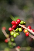 蓝莓、葡萄酒香风味的塞俄比亚西达摩Sidamo古吉庄园Guji夏奇索