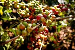 哥伦比亚精品咖啡Huila产区东部山脉的山区coffee of Colombia