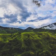 危地马拉薇薇特南果产区 独特风味的高海拔极硬豆 精品咖啡