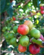 中美洲咖啡哥斯达黎加咖啡 Costa Rica Coffees 危地马拉咖啡 墨