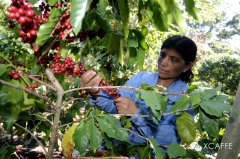 哥斯达黎加钻石山庄园水洗咖啡熟豆 卡杜拉咖啡品种高品质咖啡