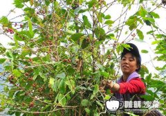 火山圣马可咖啡杯“香烟咖啡” 危地马拉精品咖啡 醇厚的整体质感