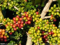 巴拿马波魁特花蝴蝶(Panama Boquete Butterfly)瑰夏品种 不一样