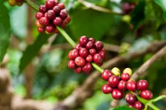 巴拿马波魁特花蝴蝶(Panama Boquete Butterfly)带有瑰夏风味