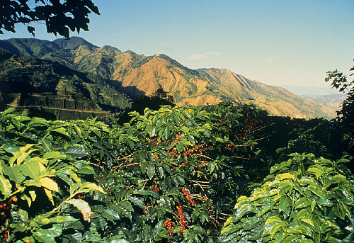 艾利达庄园日晒（Elida Natural）波凯特产区巴鲁火山产区