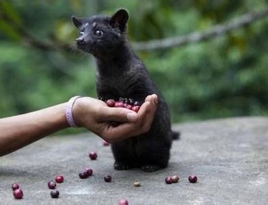 猫屎咖啡豆的发酵过程风味描述口感介绍