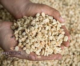 红樱桃西达摩咖啡豆的研磨刻度处理法品种庄园介绍