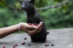 哥伦比亚雪山咖啡豆特性品牌风味特点口感处理法研磨刻度介绍