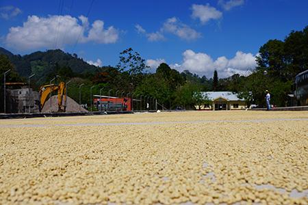 布隆迪蒲隆地冠军处理厂卡扬咖啡豆风味描述味道介绍