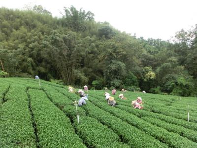 云南种植瑰夏咖啡豆的庄园 云南卡蒂姆怎么冲好喝？