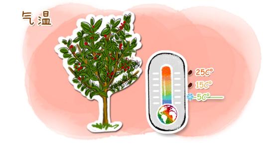 巴拿马花蝴蝶咖啡豆的冲泡比例手冲步骤图解详细简介