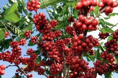 玻利维亚咖啡的品种、味道特征与烘焙度