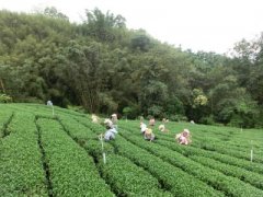 中美洲最贫穷的国家之一的尼加拉瓜利纳庄园咖啡的种植情况简介