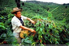 口味浓郁的印尼西爪哇精品咖啡豆种植情况地理位置气候海拔简介