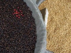 清新淡雅的圣多明各精品咖啡豆起源发展历史文化简介