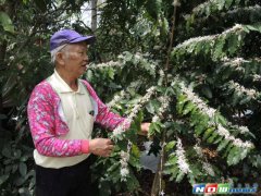 二水乡八卦山麓咖啡花盛开　像皑皑白色的3月雪