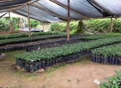 浓郁丰富的安提瓜精品咖啡豆风味口感香气特征描述简介