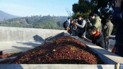 味美可口的危地马拉阿瓜杜尔赛精品咖啡豆起源发展历史文化简介