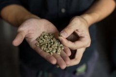 香气浓郁的喜悦庄园精品咖啡豆风味口感香气特征描述简介