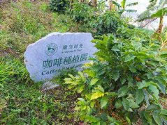 清雅水果酒香的耶加雪菲阿朵朵精品咖啡豆起源发展历史文化简介