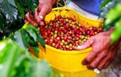 烟草味的芙茵庄园精品咖啡豆风味口感香气特征描述简介