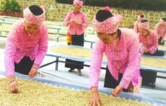 埃塞耶加雪菲科契尔kochere水洗G1精品咖啡豆品种种植市场价格简