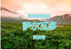 萨尔瓦多圣塔瑞塔庄园圣塔黄波旁水洗精品咖啡豆种植情况地理位置