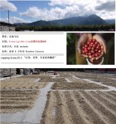 危地马拉拉蒂莎庄园水洗精品咖啡豆起源发展历史文化简介