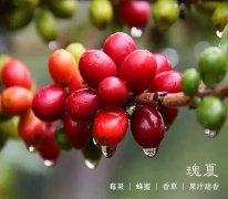 前街巴拿马翡翠庄园瑰夏咖啡豆蓝标艺伎水洗处理现烘焙正品100g