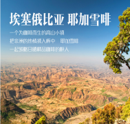 埃塞耶加雪菲水洗沃卡耶加原生种精品咖啡豆种植情况地理位置气候