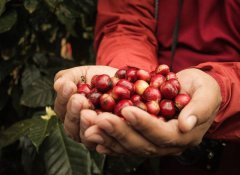 尼加拉瓜吉姆莫利纳庄园蜜处理红波旁品种种植市场价格简介