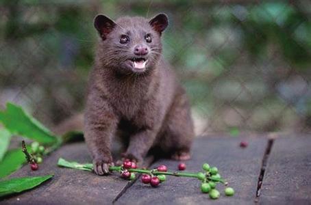 猫屎咖啡豆价格，为什么猫屎咖啡豆可以卖那么贵
