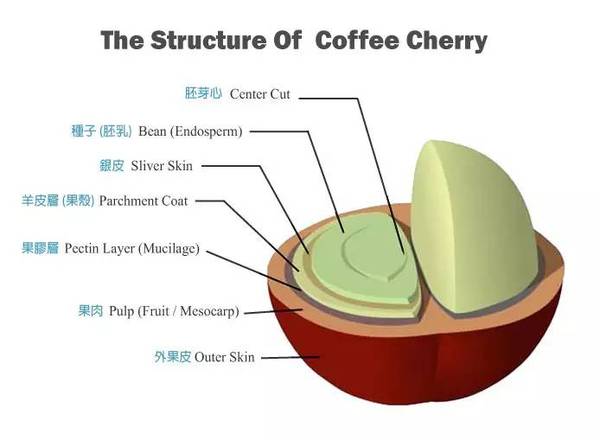 干货 | 解密咖啡豆到咖啡饮料的蜕变历程