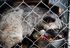 肯尼亚咖啡豆单品豆介绍分级标准风味描述