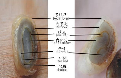 咖啡豆结构介绍，咖啡豆知识