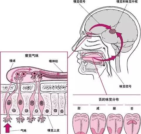 什么是感官和咖啡风味