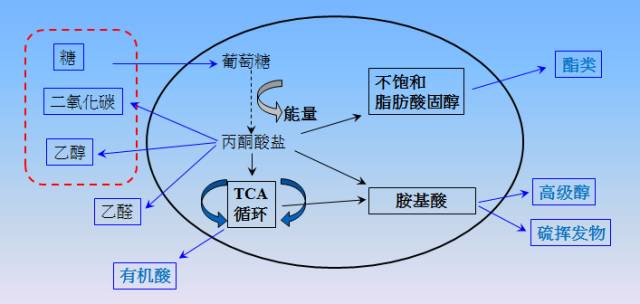 从咖啡到啤酒：“精品”离不开良好的发酵