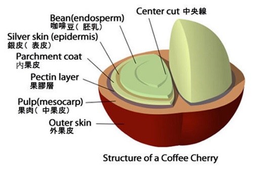 日晒？水洗？蜜处理？你们在聊咖啡豆处理时到底聊的是什么？