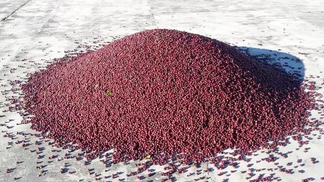 关于巴拿马詹森庄园Janson日晒BOP瑰夏Geisha沃肯产区volcan