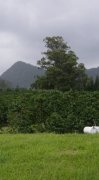 夏威夷 卡雾　Hawaii Ka’u产区咖啡平中种植情况风味描述介绍