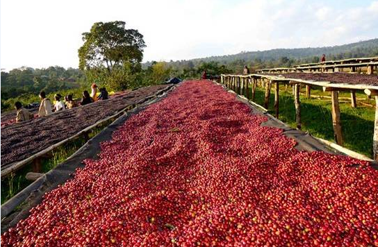 咖啡的历史：什么是咖啡樱桃(Coffee Cherry)和红樱桃计划?