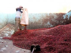 肯尼亚PB珍珠圆豆 Top级 锡卡产区蜂蜜合作社精品咖啡风味描述