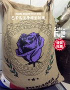 巴拿马波奎特产区Boquete紫玫瑰Violet Rose 40%瑰夏40%Geisha介