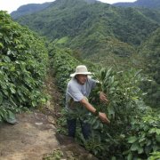 危地马拉咖啡细致柔和的波旁风味 危地马拉咖啡圣伊西德罗庄园