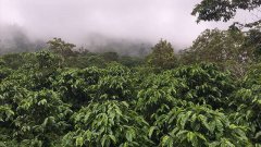  危地马拉咖啡历史、古老的故事 咖啡中的贵族-危地马拉咖啡