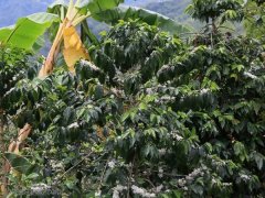 危地马拉安提瓜咖啡品牌安提瓜火山 花之峰/胡娜朴 水洗SHB介绍