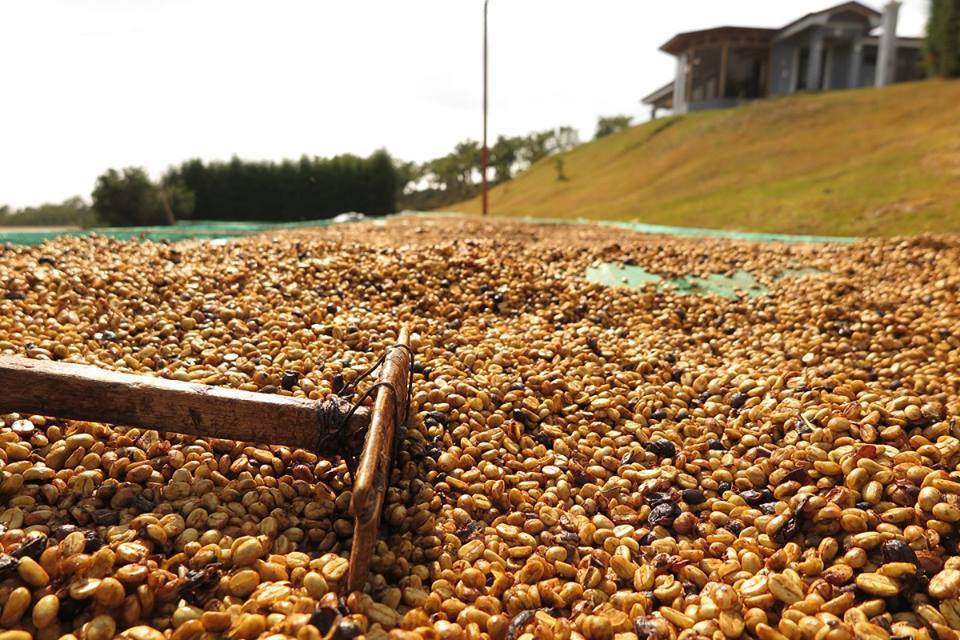 【日晒、水洗、蜜处理】不同咖啡豆处理法对咖啡风味的影响