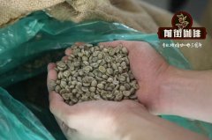 夏威夷科纳咖啡种植情况_夏威夷科纳咖啡品质如何_科纳咖啡豆产量