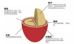 咖啡豆处理法 日晒处理法和水洗处理法有什么区别特点